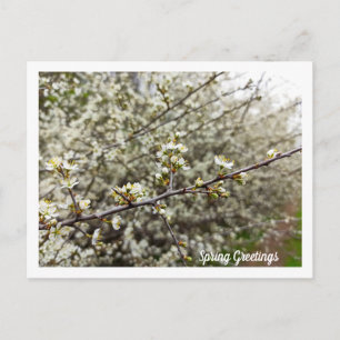 Dreamy Springtime Blossoms Nature Photo Custom Postcard