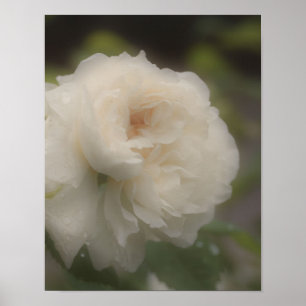 Dreamy White Rose Flower  Poster