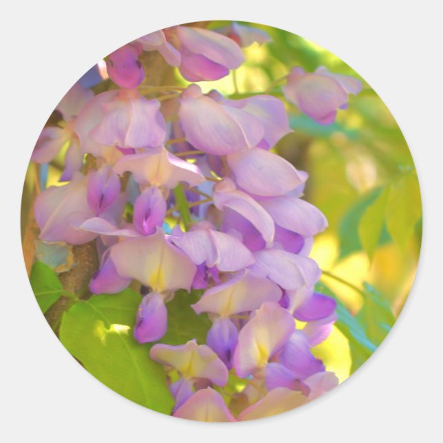 Dreamy Wisteria Flower  Classic Round Sticker (Front)