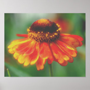 Dreamy Zinnia Flower Poster