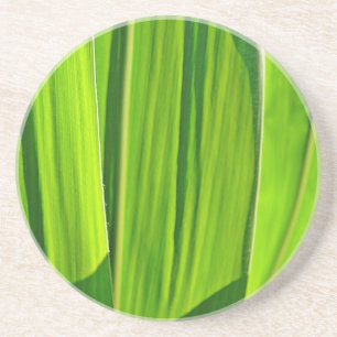 Drei grüne Maisblätter Coaster