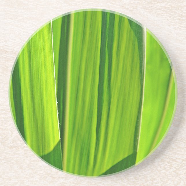 Drei grüne Maisblätter Coaster (Front)