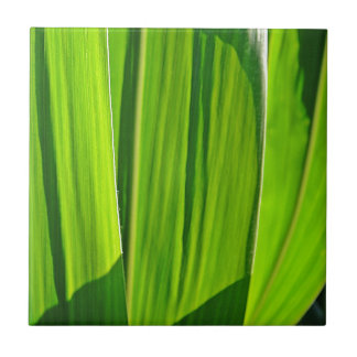 Drei grüne Maisblätter Tile