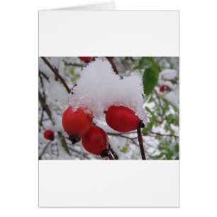 Drei Hagebutten mit Schnee