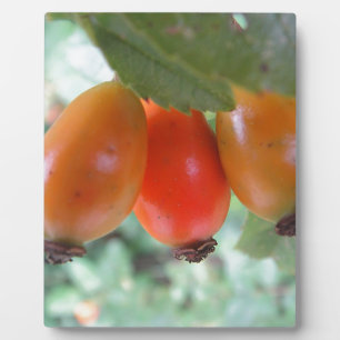 Drei orange Hagebutten Plaque