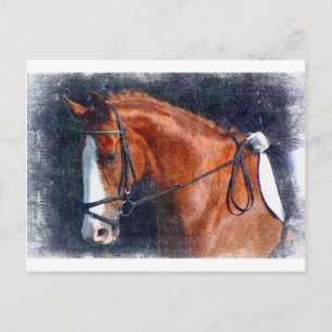 Dressage Horse Postcard