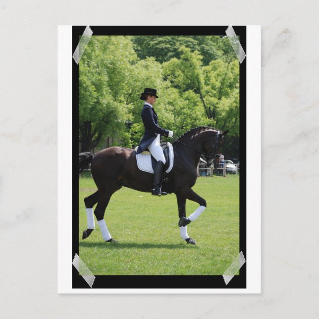 Dressage Horse Show Rider on Postcard (Front)