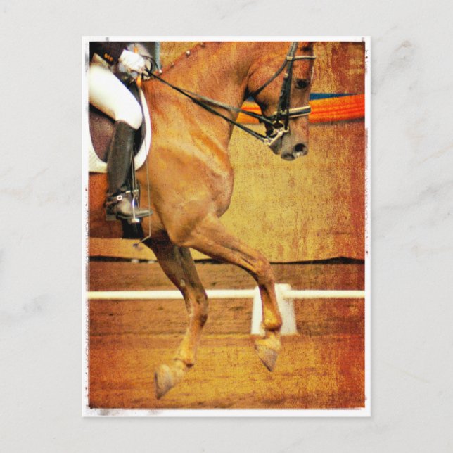 Dressage Postcard (Front)