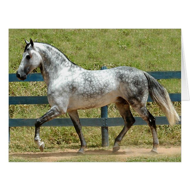 Dressage Show Horse (Front Horizontal)