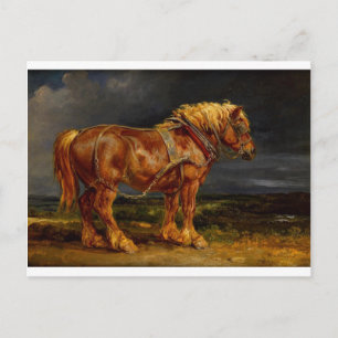 Dressage Show Horse Postcard