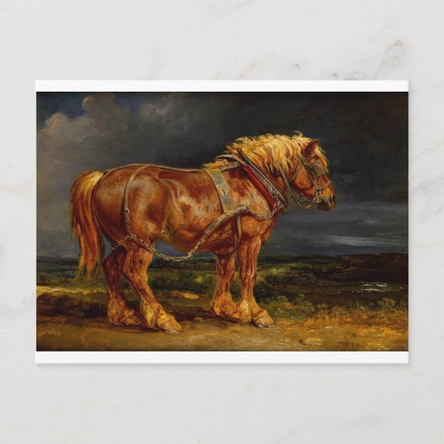 Dressage Show Horse Postcard (Front)