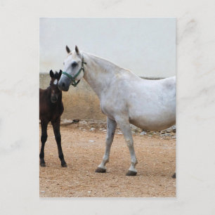 Dressage Show Horse Postcard