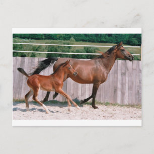 Dressage Show Horse Postcard