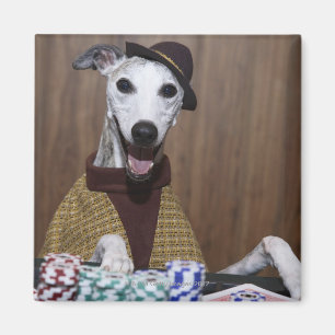 Dressed up Whippet dog at gambling table Magnet