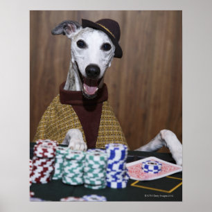 Dressed up Whippet dog at gambling table Poster