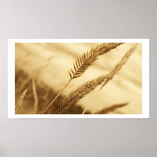Drew Sullivan - Prairie Grass Poster (Front)