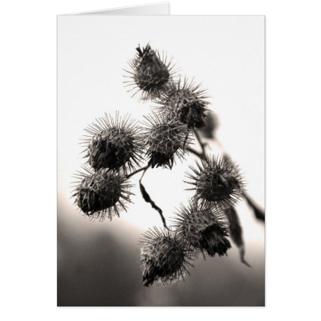 Dried burdock (Front)