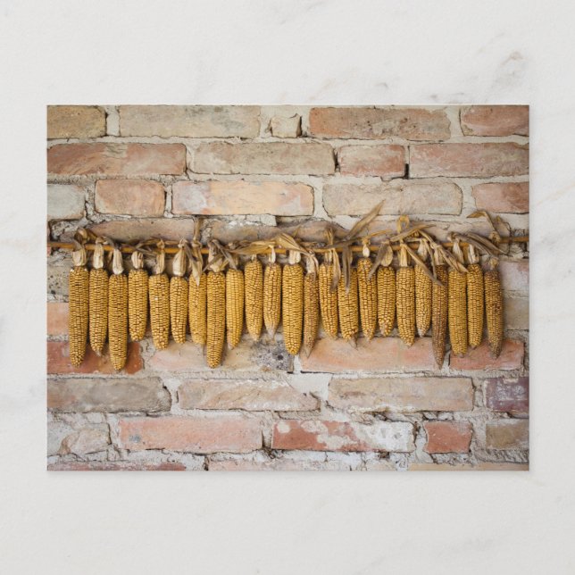 Dried Corn Cobs Postcard (Front)