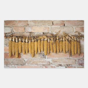 Dried Corn Cobs Sticker