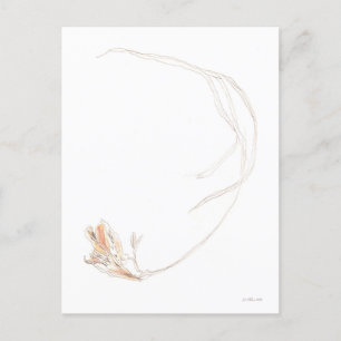 Dried freesia 1 postcard