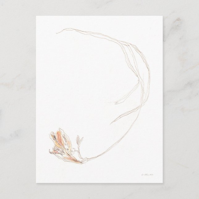 Dried freesia 1 postcard (Front)