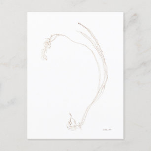 Dried freesia 2 postcard