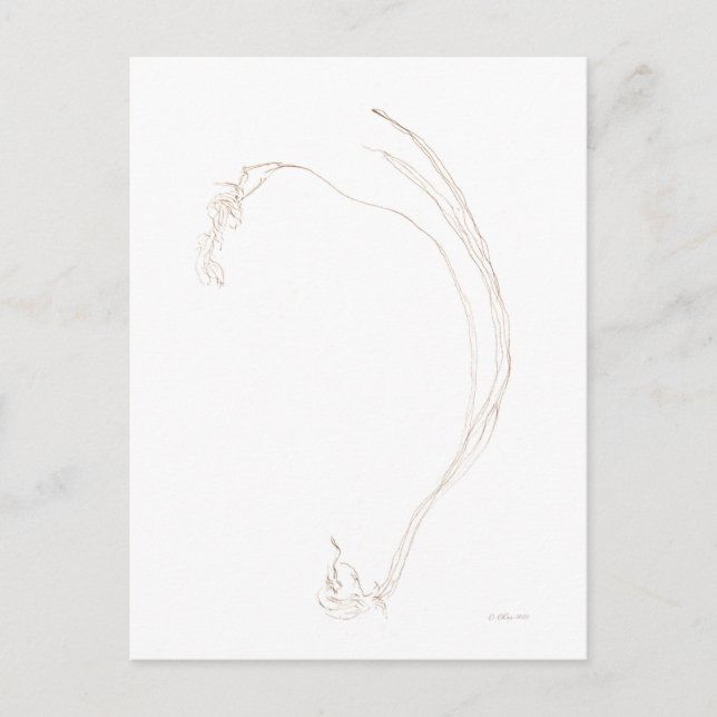 Dried freesia 2  postcard (Front)