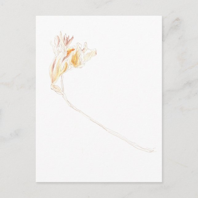 Dried Freesia Postcard (Front)