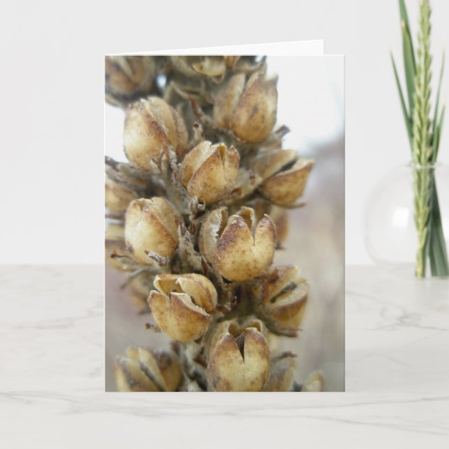 Dried Great Mullien Seed Pods Note Card (Front)