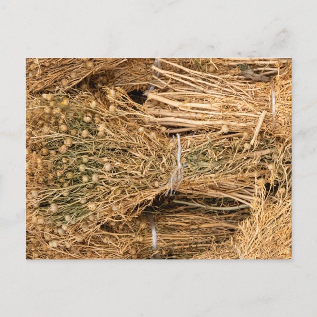 Dried Harmal  Postcard (Front)