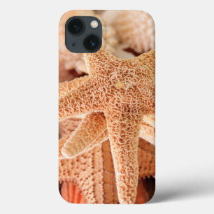Dried sea stars sold as souvenirs 2 iPhone 13 case