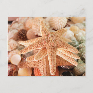 Dried sea stars sold as souvenirs 2 postcard