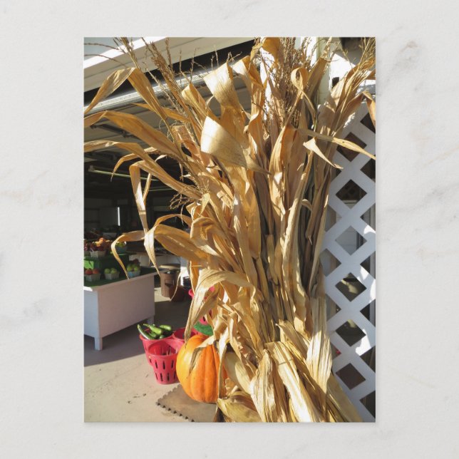Dried Stalks Postcard (Front)