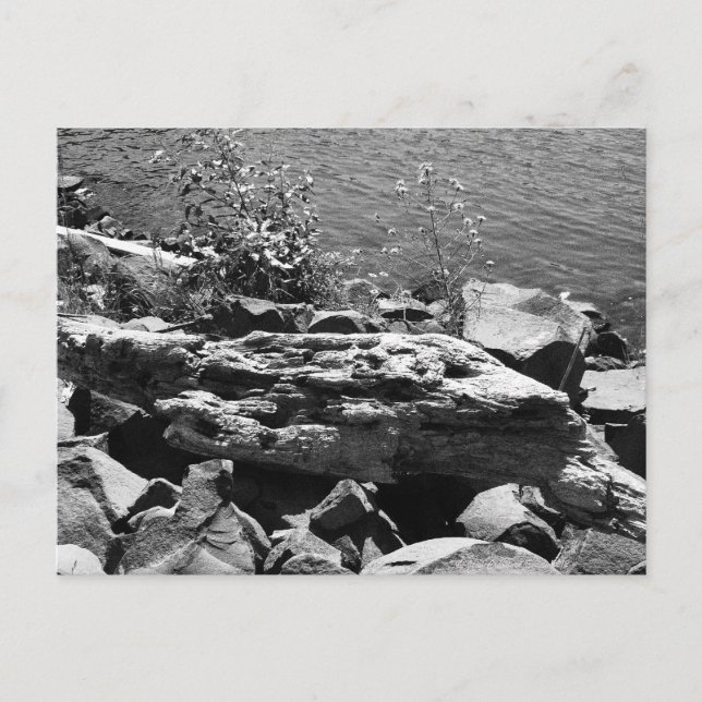 Drift wood postcard (Front)