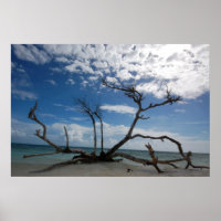 Drift Wood