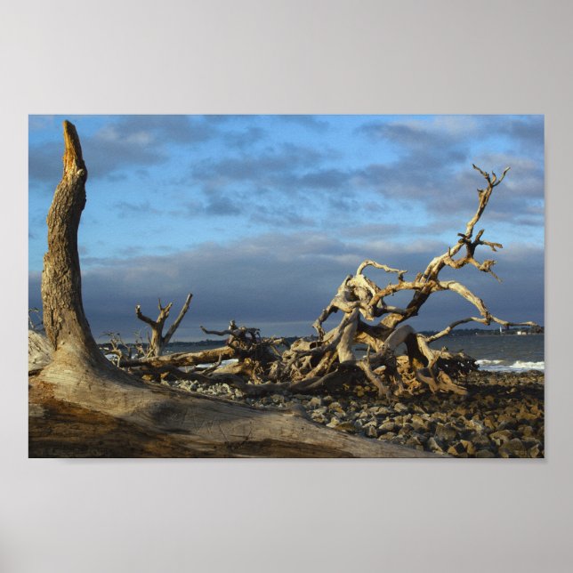 Driftwood Beach in Jekyll Island Georgia Poster (Front)