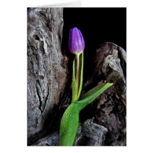 Driftwood Design
