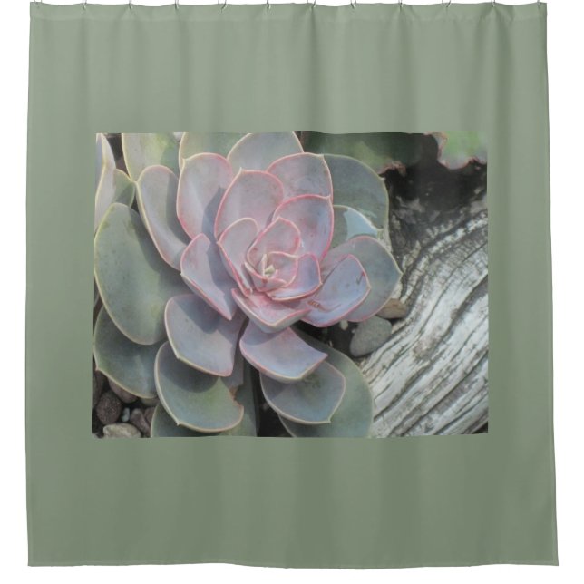 Driftwood Echeveria (Front)