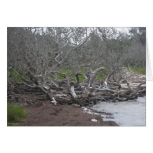 Driftwood & Eel Grass Soundside OBX Card