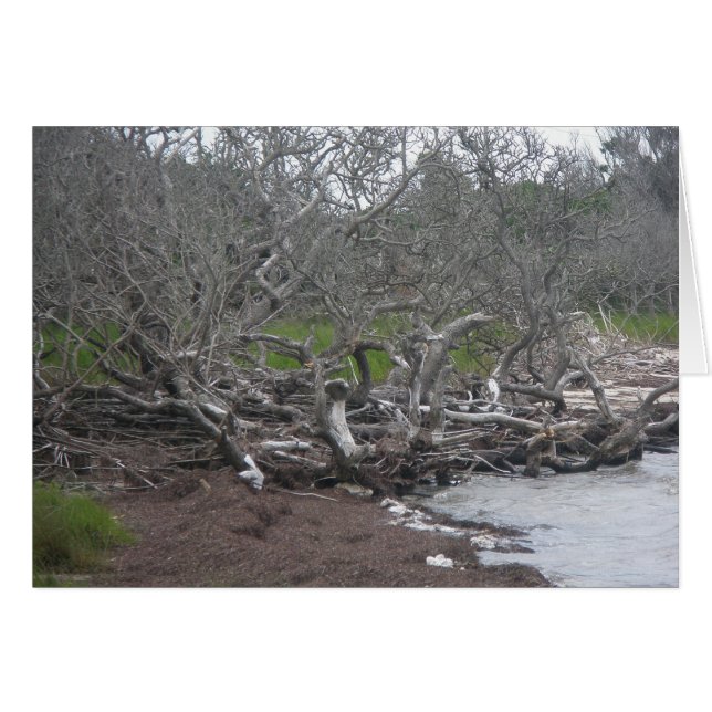 Driftwood & Eel Grass Soundside OBX Card (Front Horizontal)