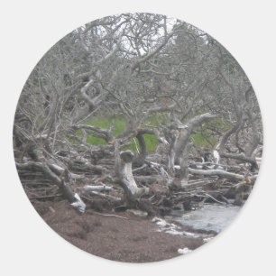 Driftwood & Eel Grass Sticker