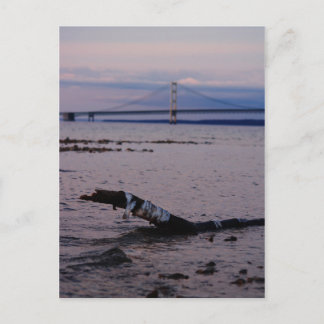 Driftwood in Lake Michigan Postcard