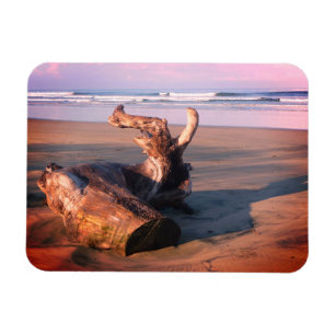 Driftwood Log Costa Rica Beach Photo Magnet