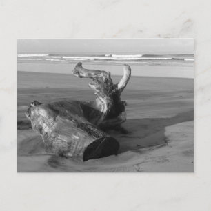 Driftwood Log Costa Rica Beach Photo Postcard