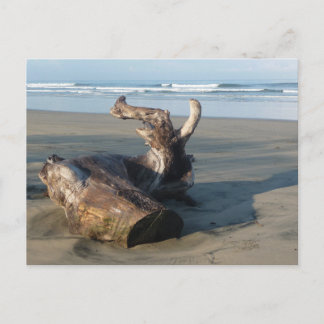 Driftwood Log Costa Rica Beach Photo Postcard