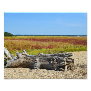 Driftwood Marsh Photo Print