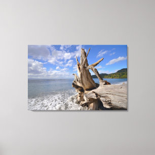 Driftwood On The Shoreline Of French Beach Canvas Print