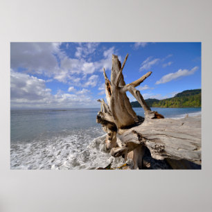 Driftwood On The Shoreline Of French Beach Poster