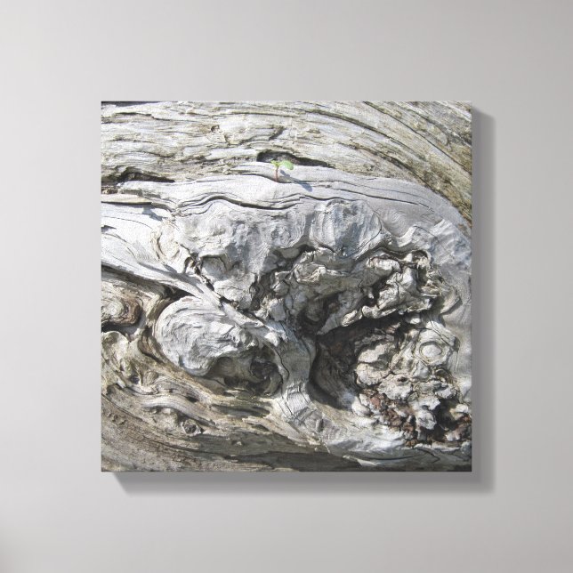 Driftwood Photo Stretched Canvas Print (Front)