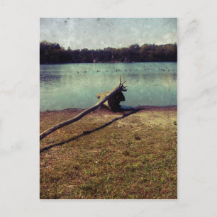 Driftwood Postcard